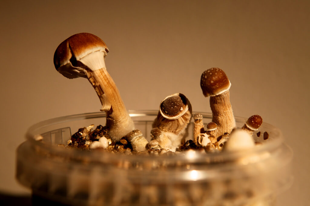 Magic Mushrooms (psilocybin) - A Breakthrough Treatment For Depression ...