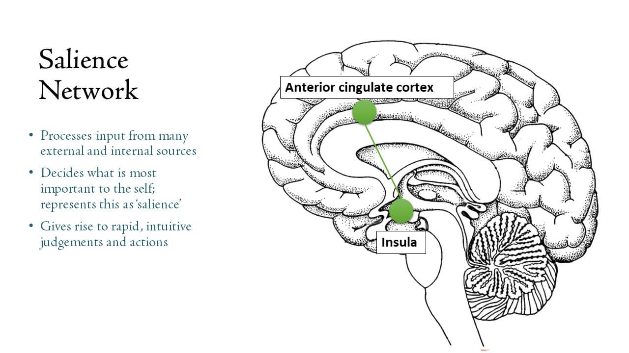 Network give. Salience Network. Сеть выявления значимости мозг. Insula and anterior cingulate Cortex. Central Executive Network.