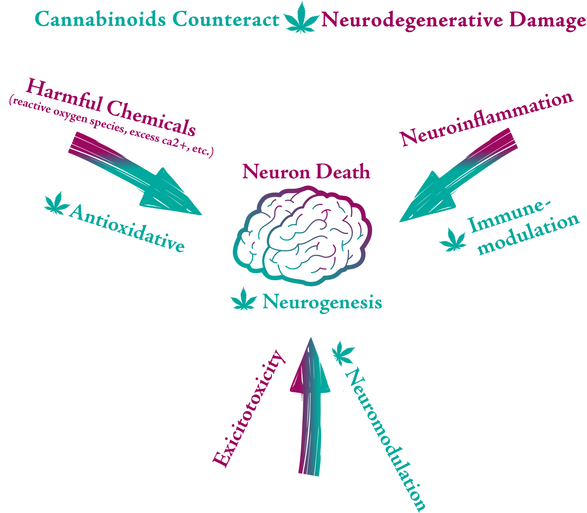 Cannabis Has The Potential To Reverse Cognitive Decline And Fight ...